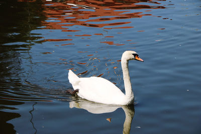 High angle view of swan swimming in lake