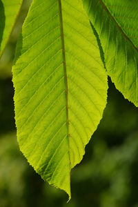 Close-up of leaves