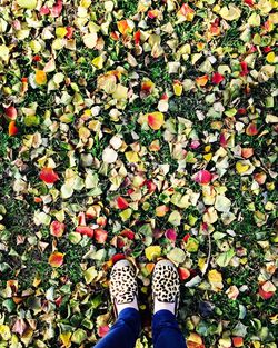 Low section of person standing on ground covered with leaves