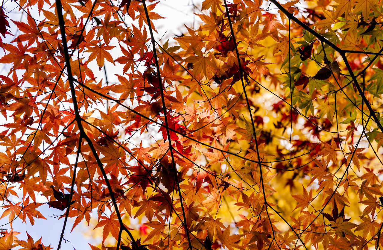LOW ANGLE VIEW OF MAPLE LEAVES ON TREE DURING AUTUMN