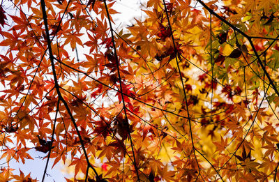 Low angle view of maple tree