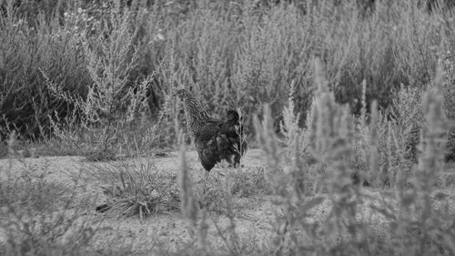 View of a cat on field