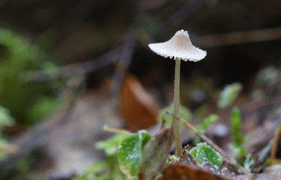 Close-up of mushroom growing outdoors