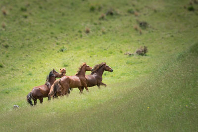 Horses in a field