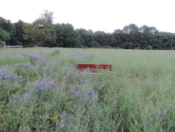 Trees growing on grassy field