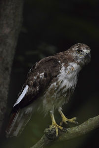 Close-up of bird perching