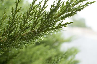 Close-up of plants against blurred background