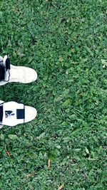 High angle view of plants