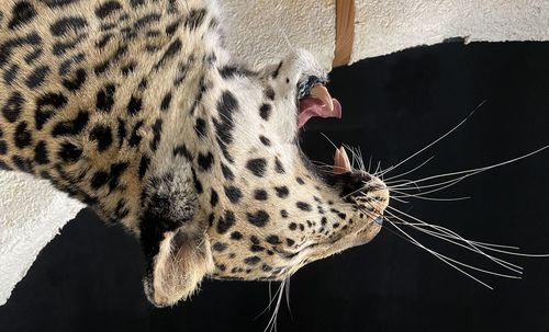 animal