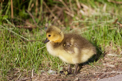 Bird in a field