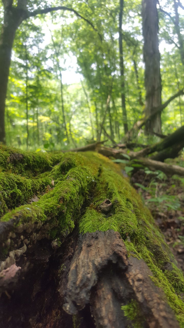 CLOSE-UP OF LIZARD IN FOREST