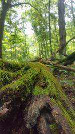 Close-up of lizard on tree trunk