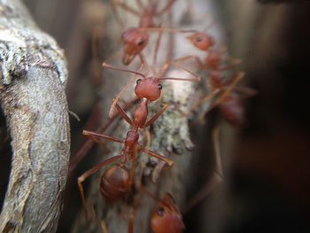 Close-up of ants on wood