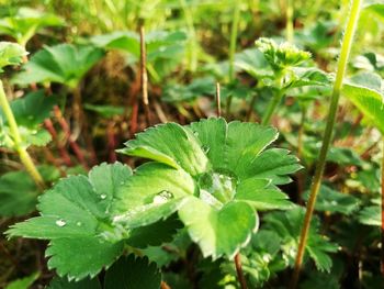 Close-up of green leaves