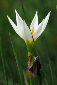 Close-up of white flower