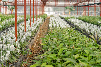 Close-up of plants on field