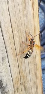 High angle view of insect on wood