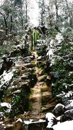 Scenic view of waterfall in forest