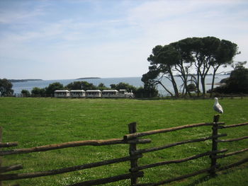 Scenic view of grassy field against sky