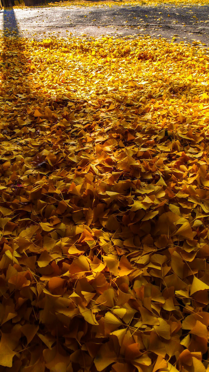 CLOSE-UP OF YELLOW FLOWERING PLANT DURING AUTUMN