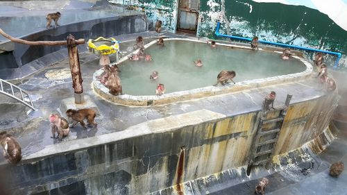 People in swimming pool