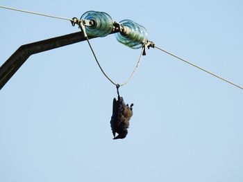 Low angle view of crab hanging against clear sky