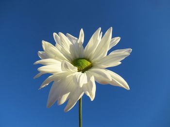 Close-up of white flowering against blue sky