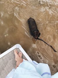 Low section of person by lake with dog