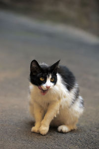 Portrait of cat on road