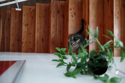View of an animal on table at home
