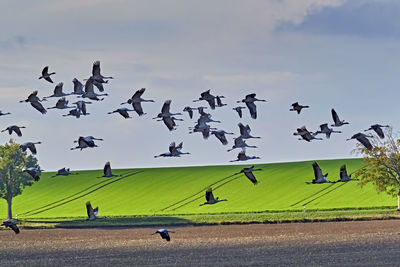 Birds flying in the sky