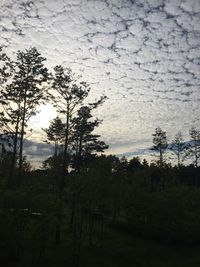 Trees in forest against sky