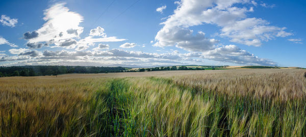 Scenic view of agricultural field against sky