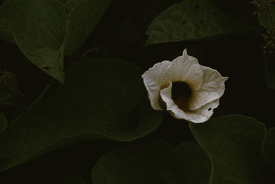 Close-up of white flowering plant
