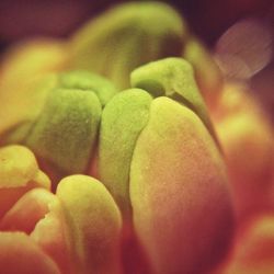 Full frame shot of yellow flower