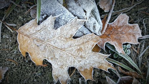 Close-up of tree during winter