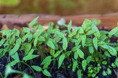 Close up young chili plant with water drop