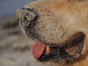 Close-up of dog