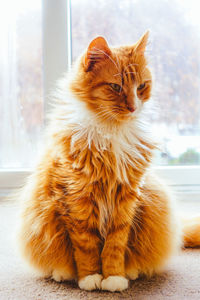 Close-up of cat sitting on window sill