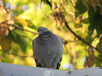 Close-up of pigeon perching on railing