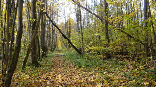 View of trees in forest