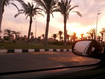 Palm trees at sunset