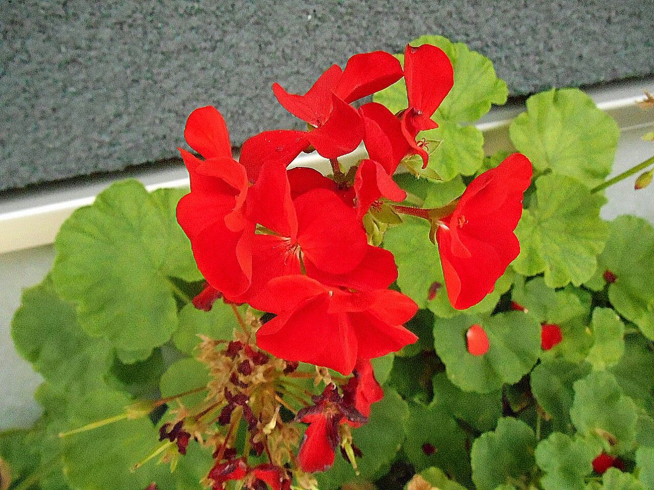 leaf, red, plant, growth, high angle view, flower, freshness, fragility, nature, close-up, green color, beauty in nature, season, day, autumn, change, wall - building feature, no people, outdoors, leaves