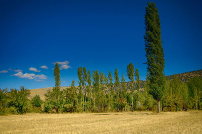 Trees on field against blue sky