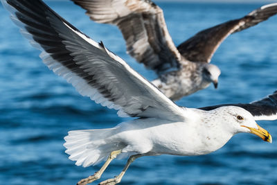 Seagull flying over sea