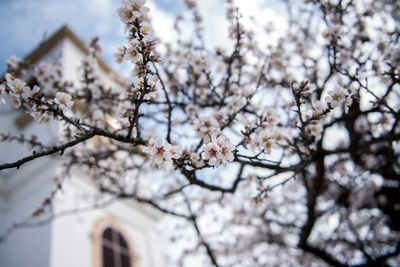 Low angle view of cherry blossom tree