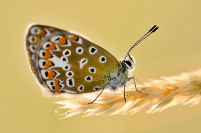 Side view close-up of butterfly on plant