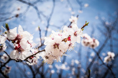 Low angle view of pink flowers on branch