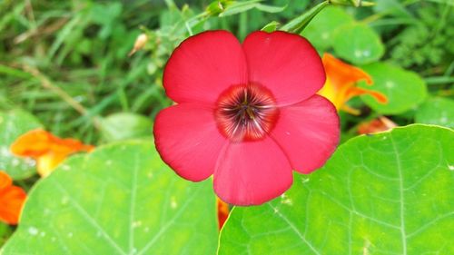 Close-up of red flower blooming outdoors