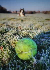 Close-up of fruit growing on field